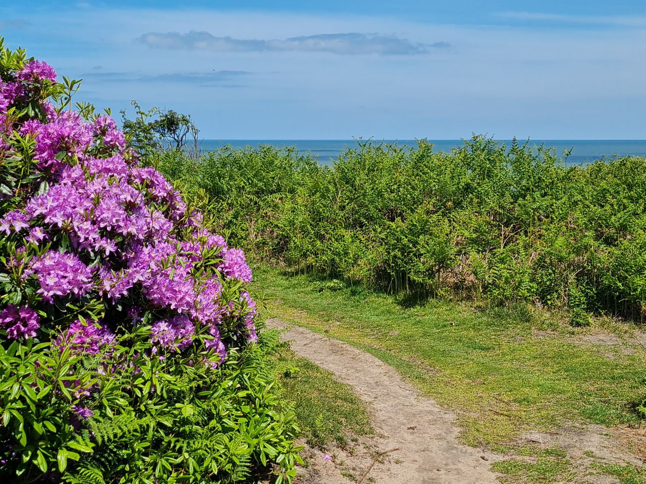 2024-05-24 47 Gunton and Corton.jpg