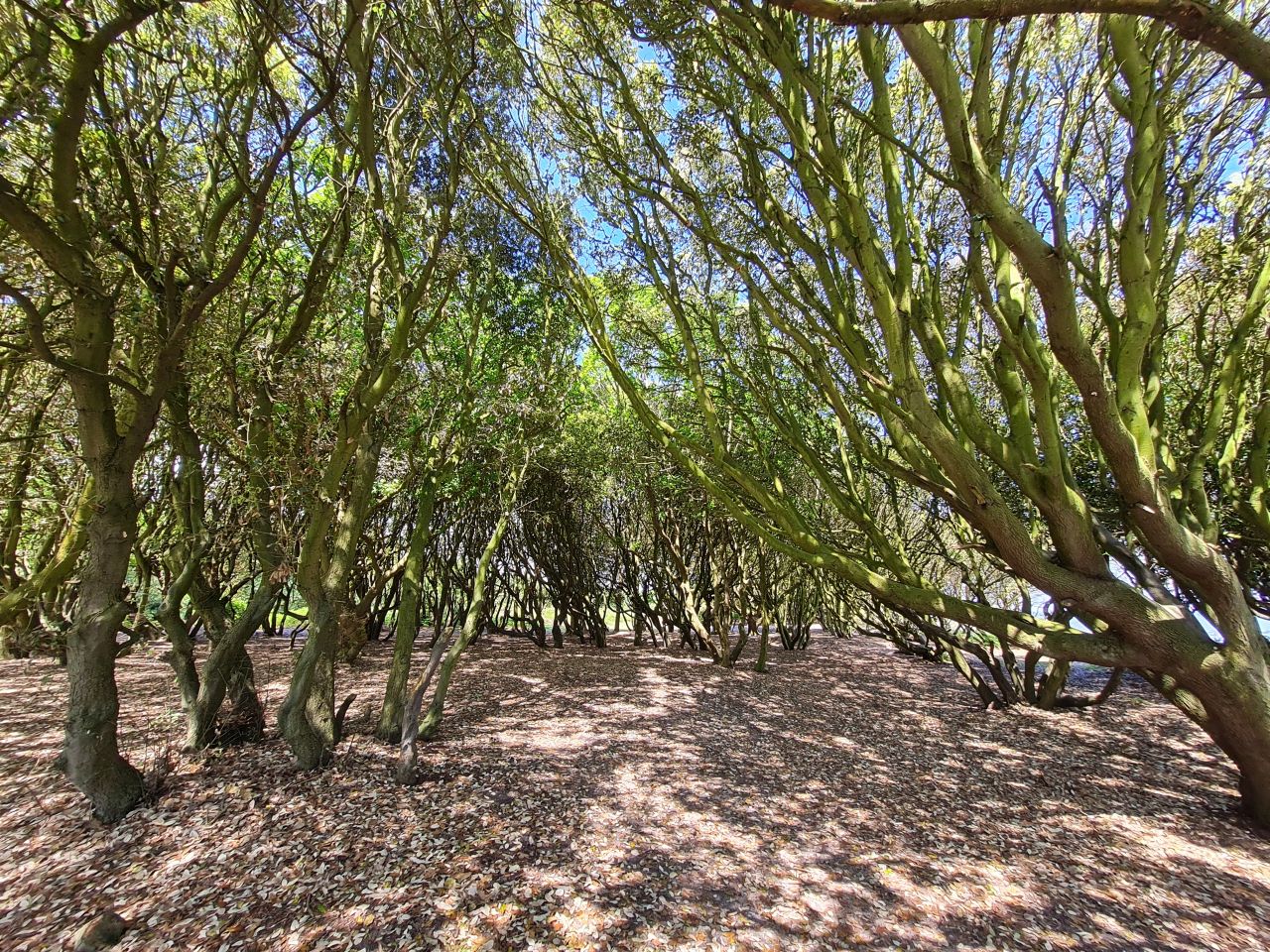 2024-05-24 48 Gunton and Corton.jpg