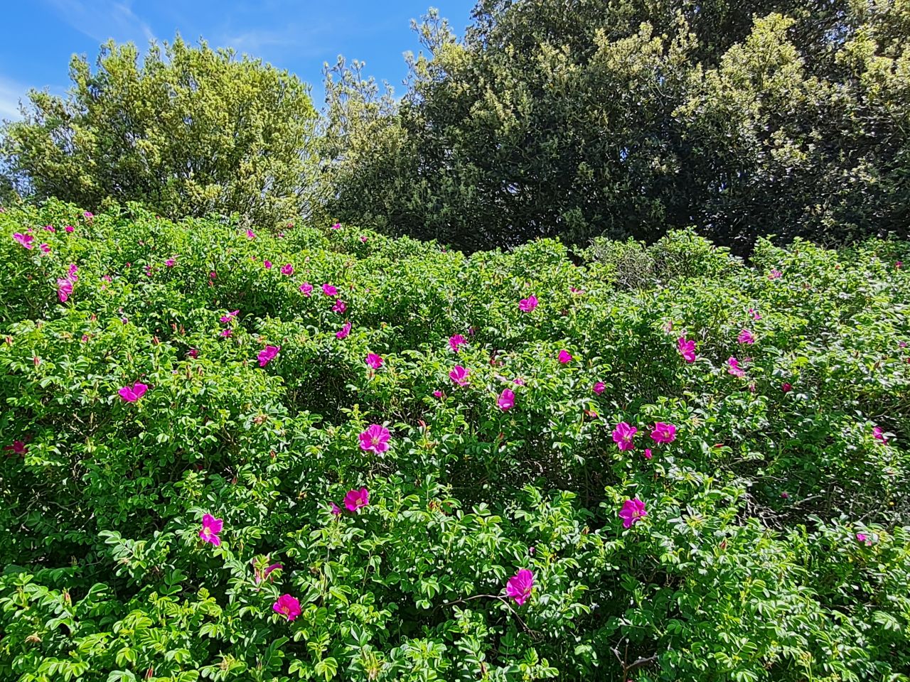 2024-05-24 49 Gunton and Corton.jpg