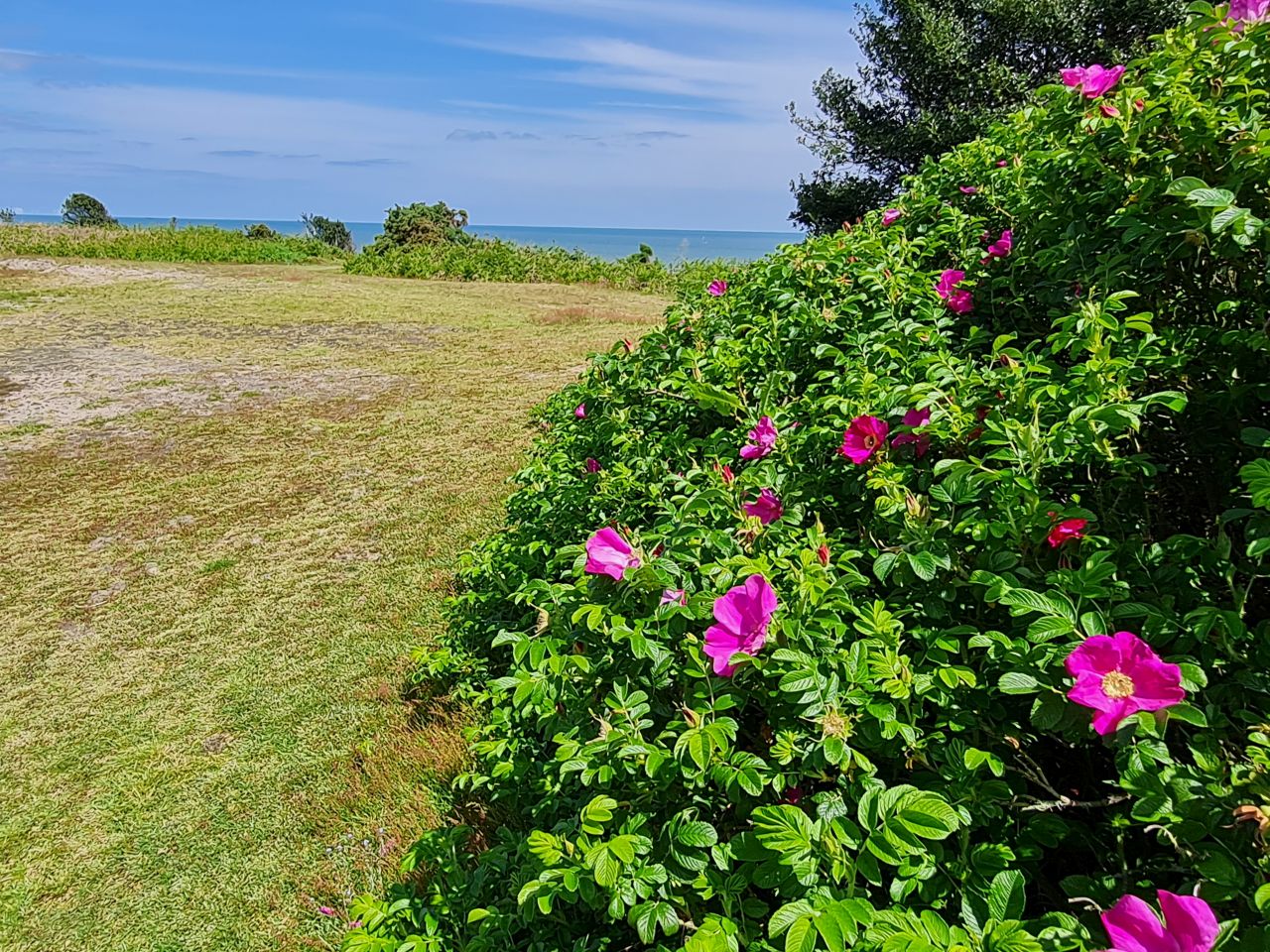 2024-05-24 50 Gunton and Corton.jpg