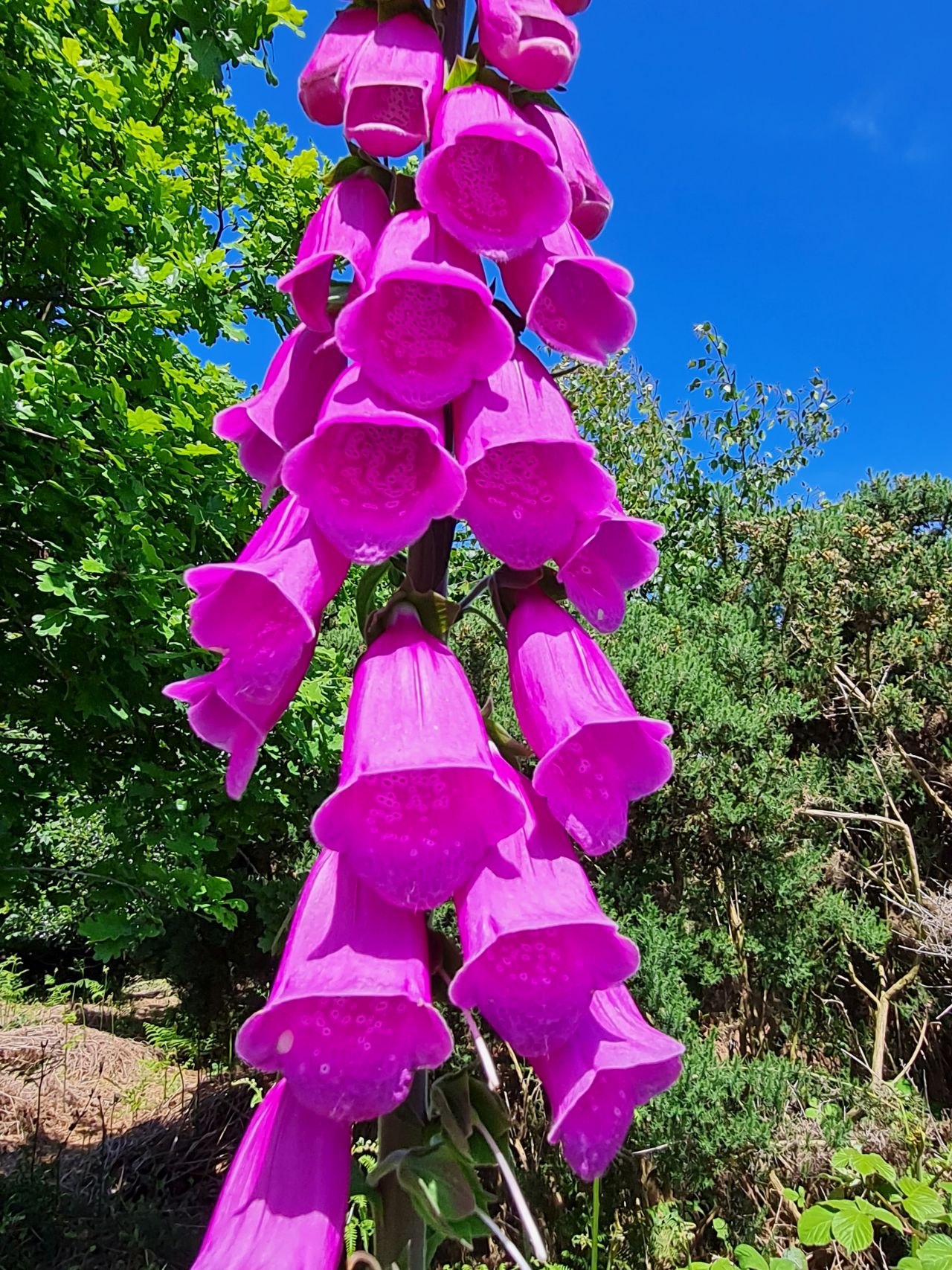 2024-05-24 52 Gunton and Corton.jpg