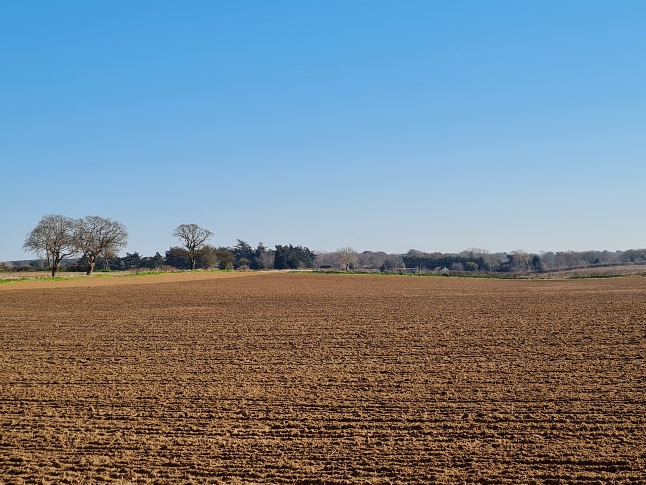 2025-03-19 05 Aldringham Parrot.jpg