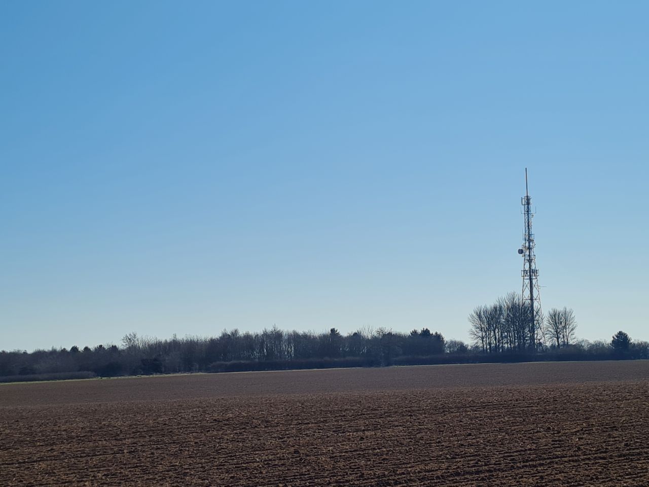 2025-03-19 06 Aldringham Parrot.jpg