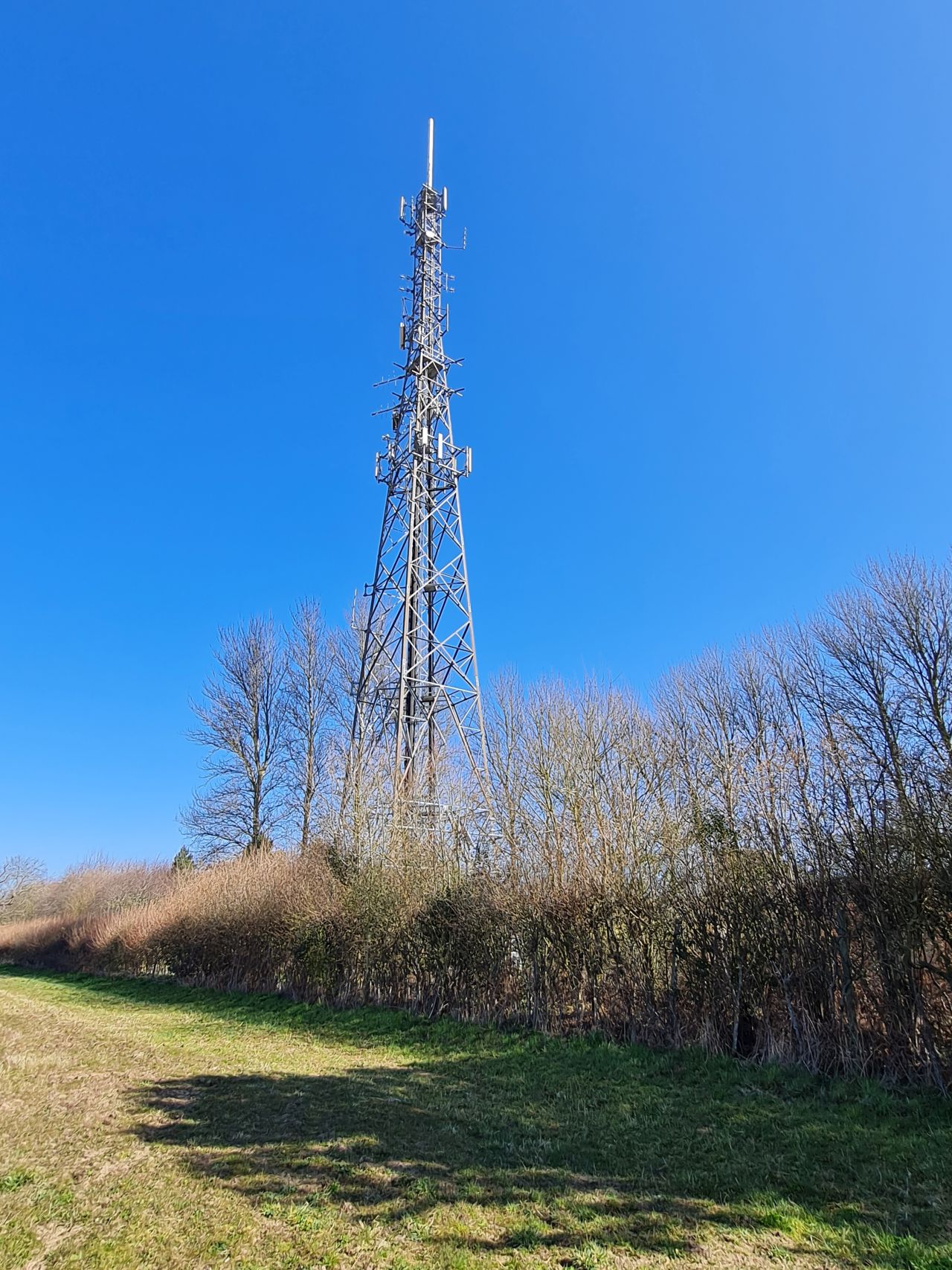 2025-03-19 08 Aldringham Parrot.jpg