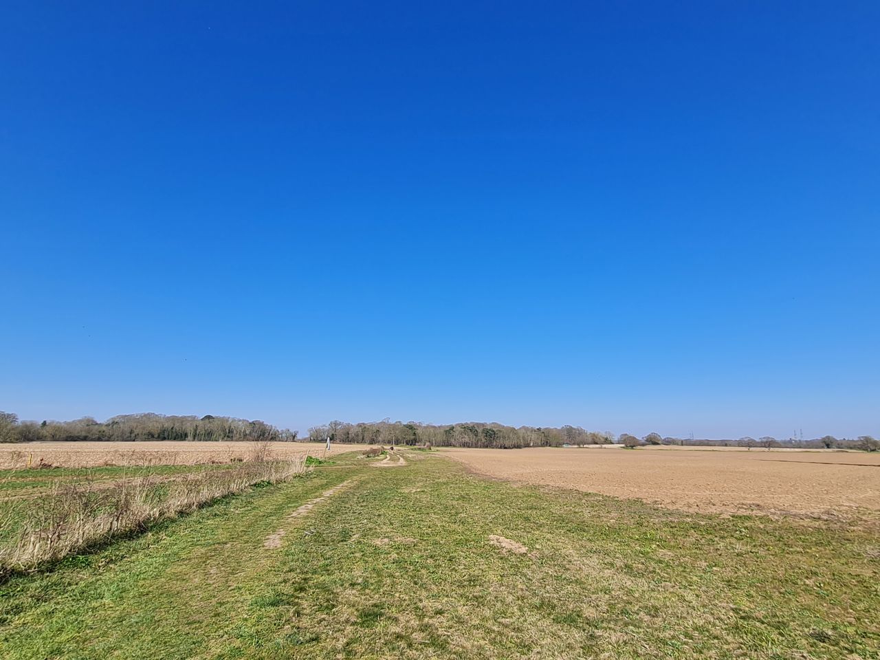 2025-03-19 09 Aldringham Parrot.jpg