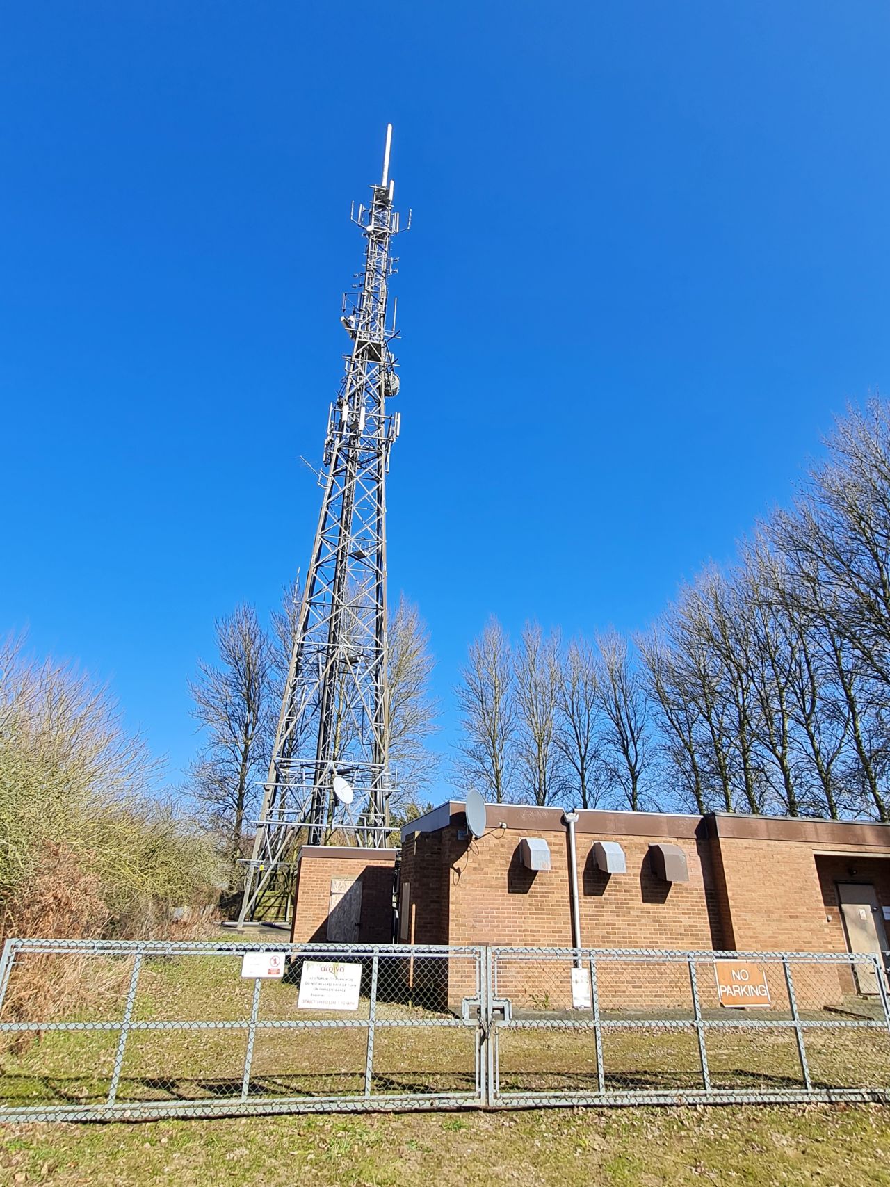 2025-03-19 10 Aldringham Parrot.jpg