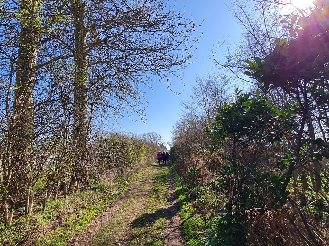 2025-03-19 11 Aldringham Parrot.jpg