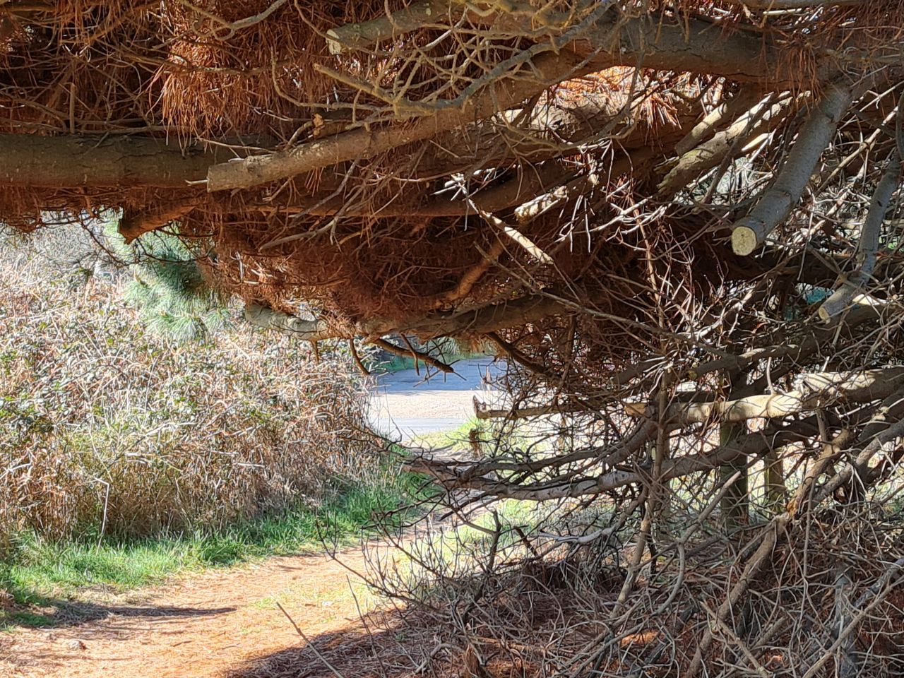 2025-03-19 12 Aldringham Parrot.jpg