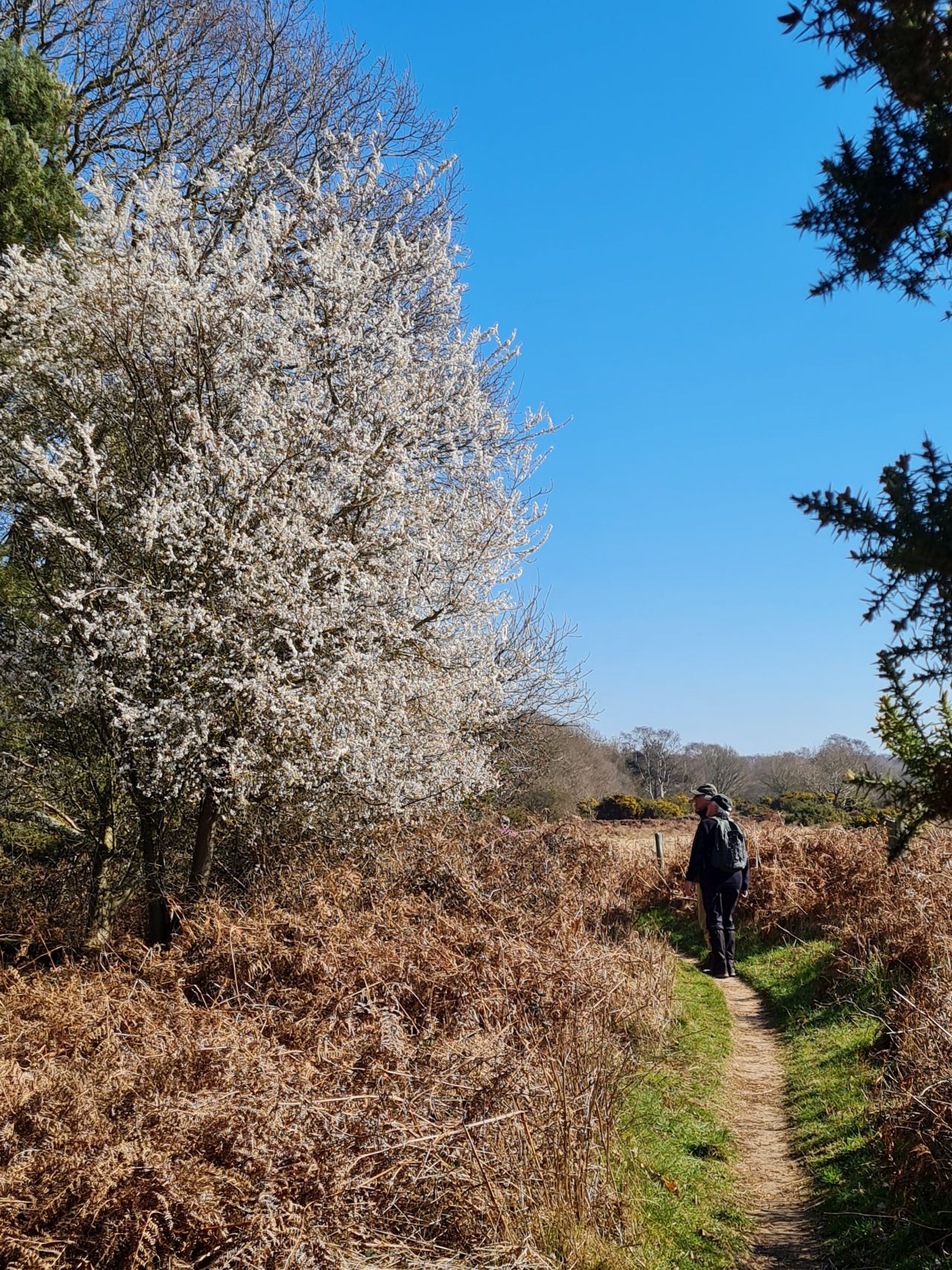 2025-03-19 13 Aldringham Parrot.jpg