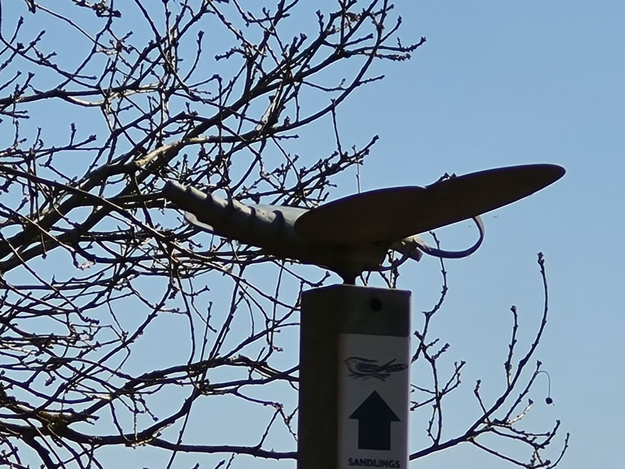 2025-03-19 14 Aldringham Parrot.jpg