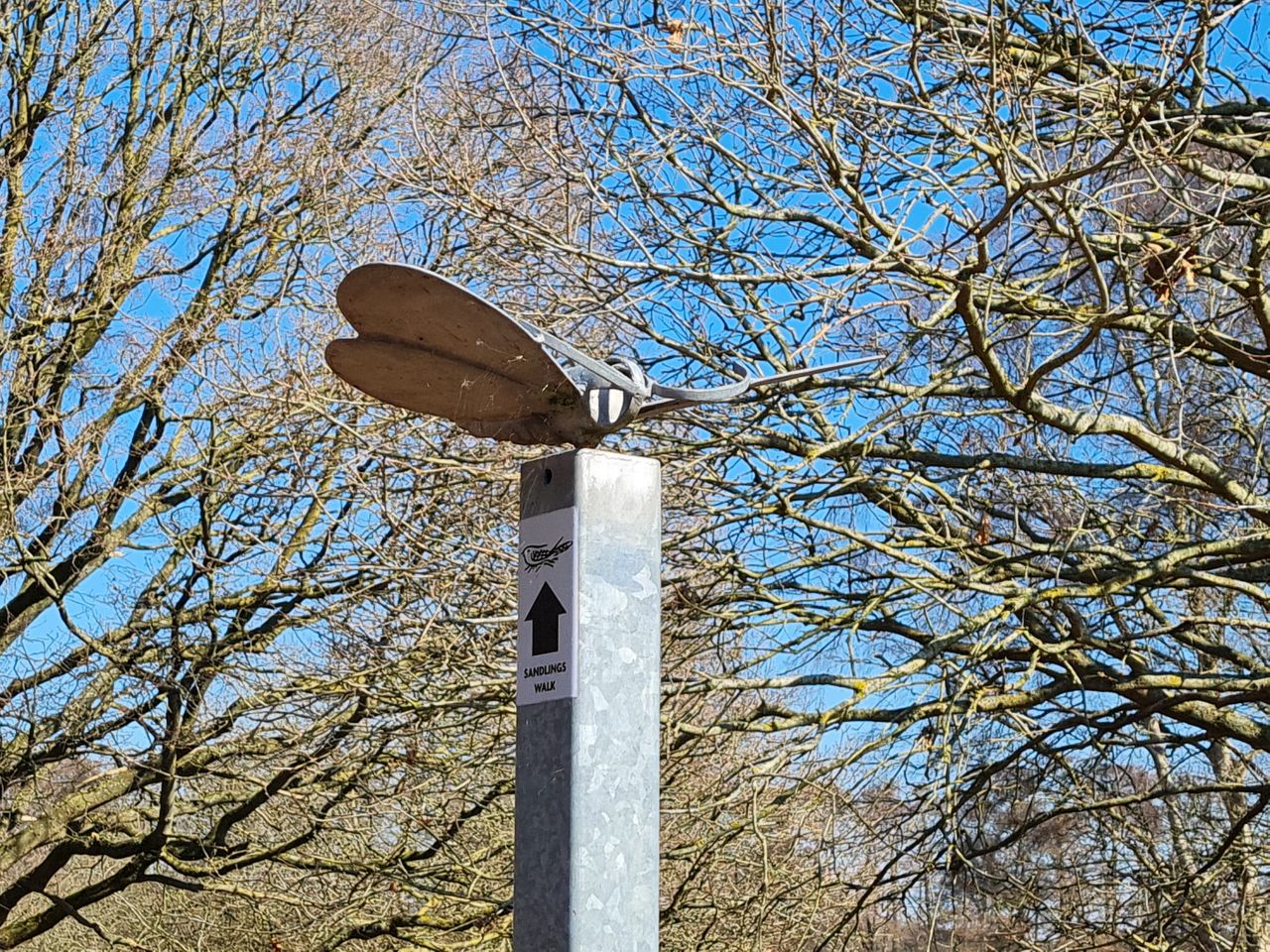 2025-03-19 15 Aldringham Parrot.jpg