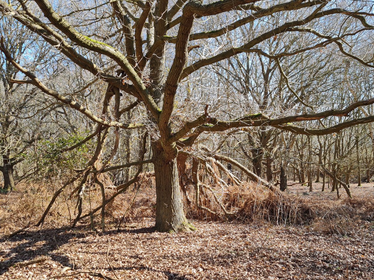 2025-03-19 16 Aldringham Parrot.jpg