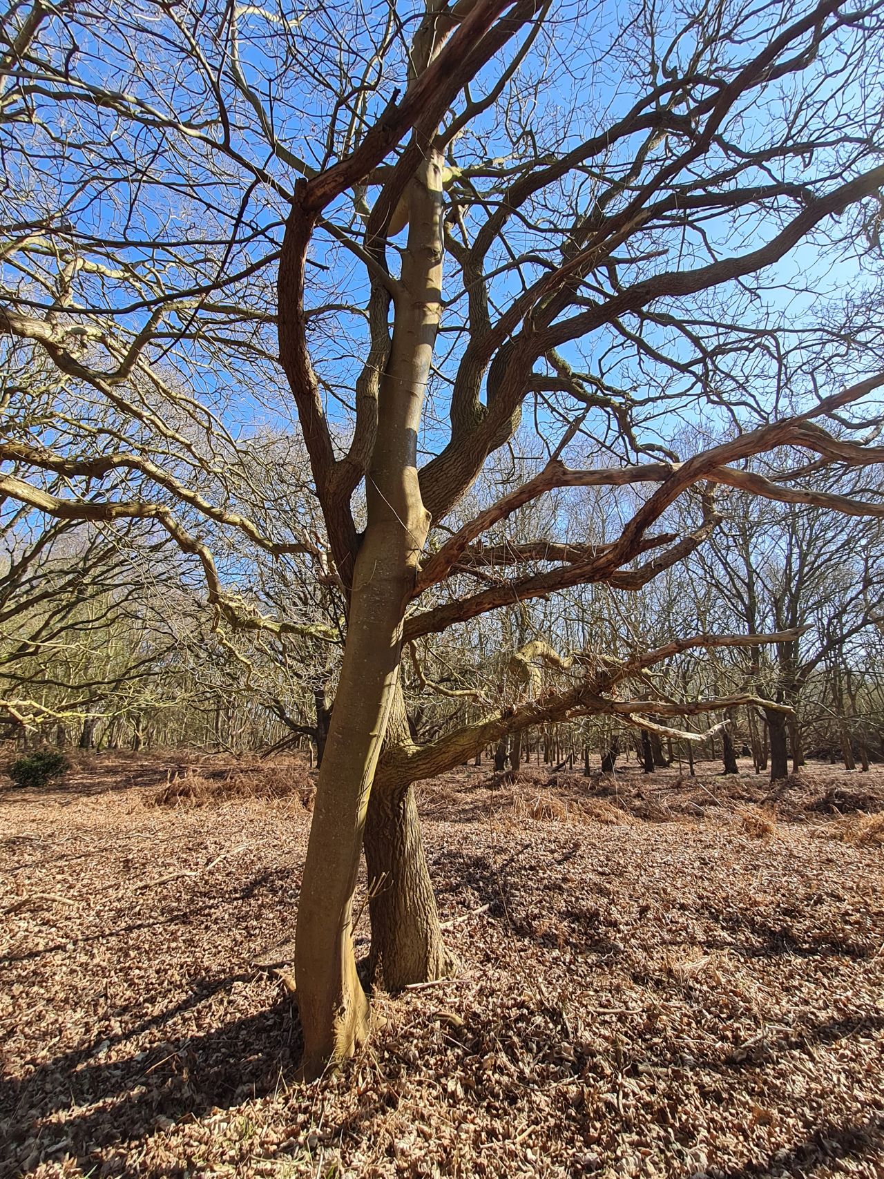2025-03-19 17 Aldringham Parrot.jpg