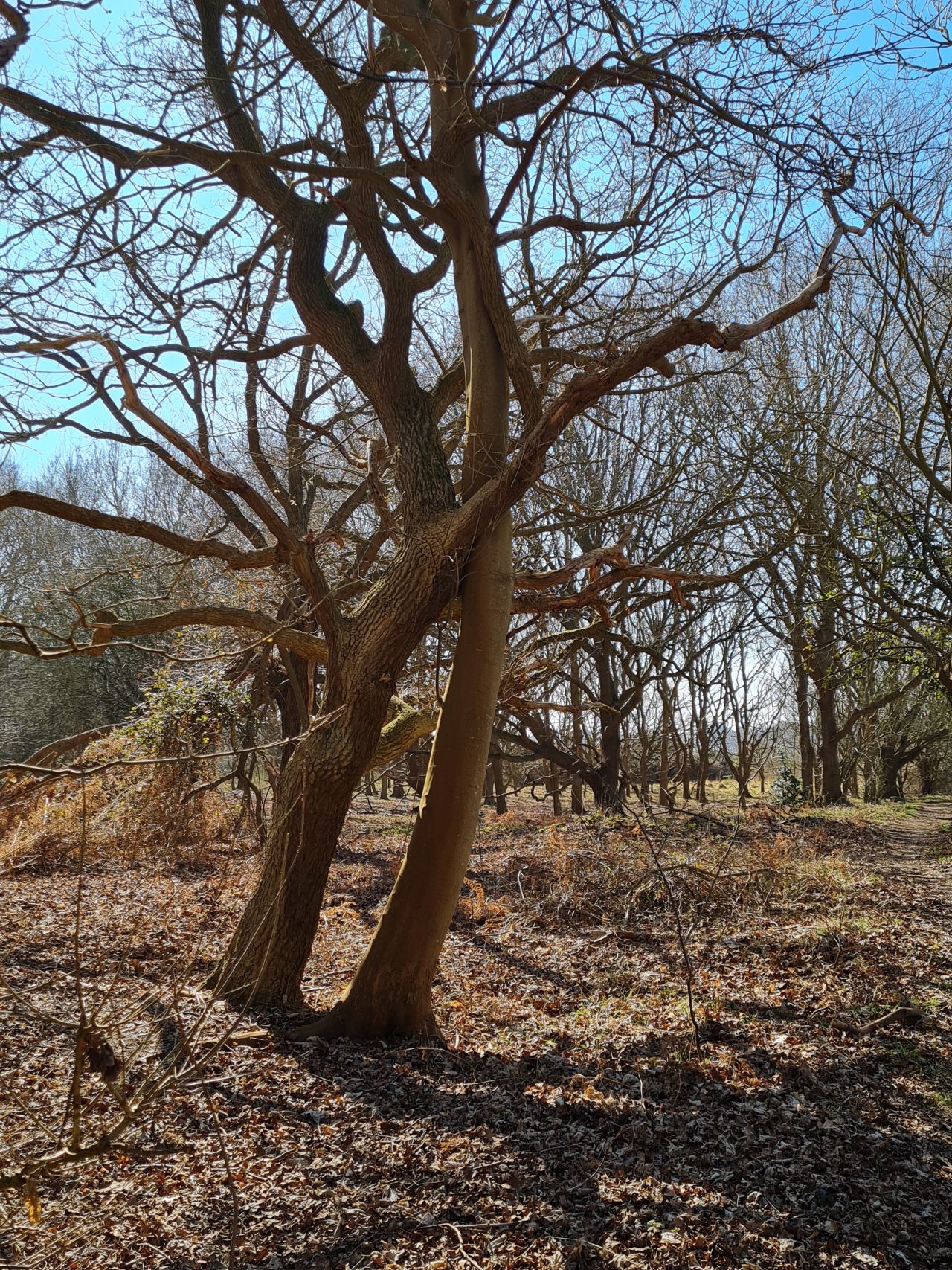 2025-03-19 18 Aldringham Parrot.jpg