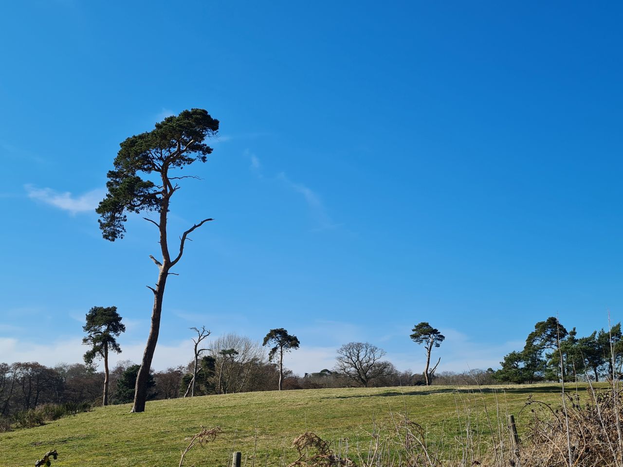 2025-03-19 25 Aldringham Parrot.jpg