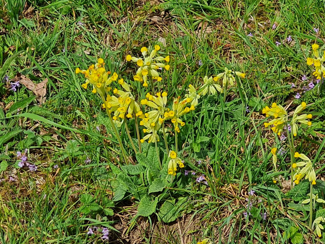 2025-04-14 27 Wattisfield.jpg