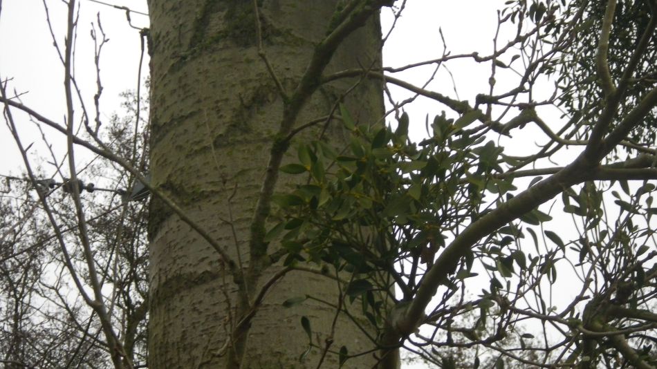 2017-12-03 13 Billingford Area.jpg