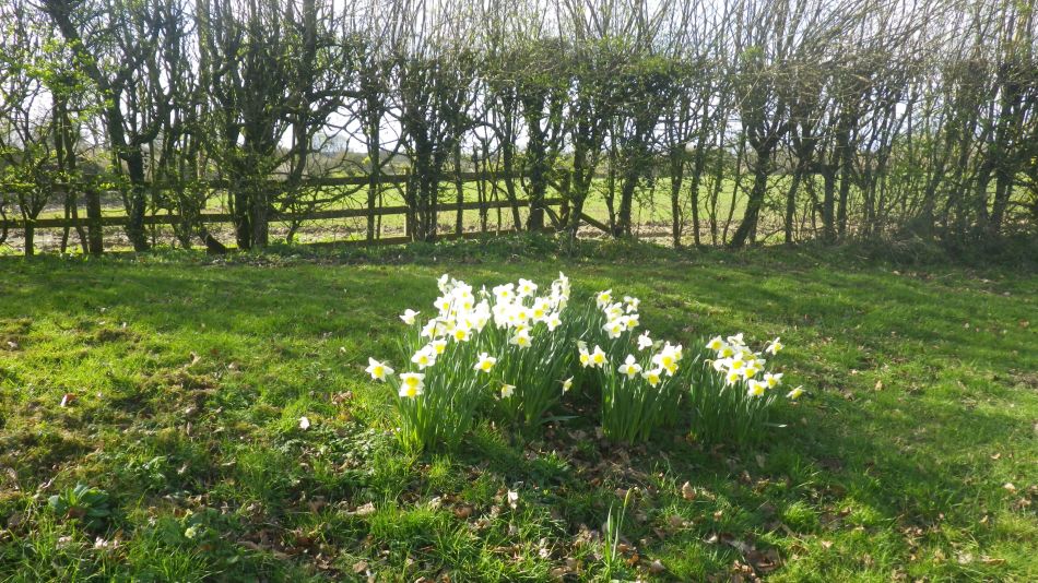 2020-03-08 04 Billingford Eye and Dove.jpg