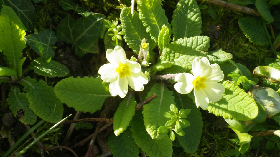 2020-03-08 06 Billingford Eye and Dove.jpg