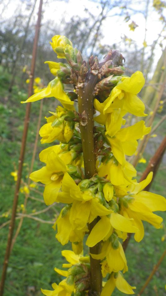 2020-03-08 07 Billingford Eye and Dove.jpg