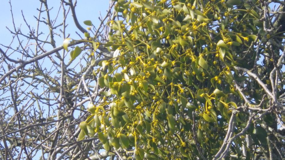 2020-03-08 09 Billingford Eye and Dove.jpg