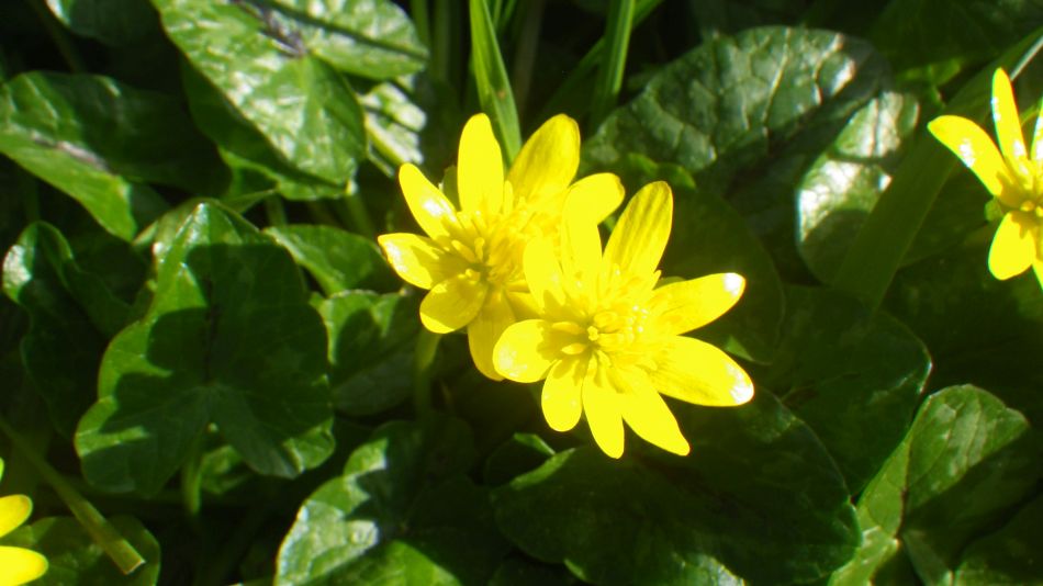 2020-03-08 10 Billingford Eye and Dove.jpg