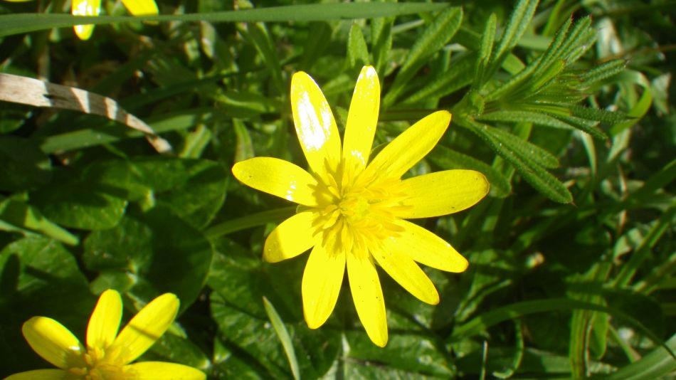 2020-03-08 11 Billingford Eye and Dove.jpg