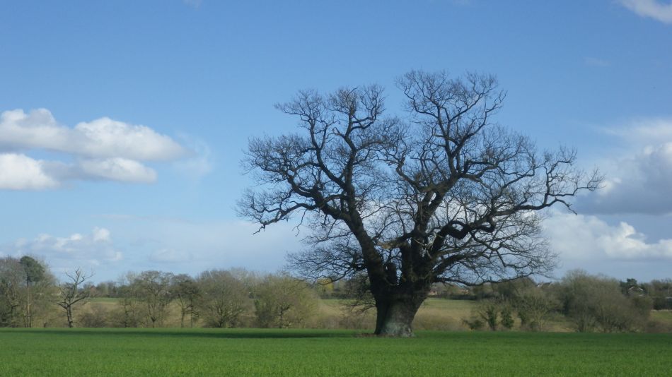 2020-03-08 12 Billingford Eye and Dove.jpg