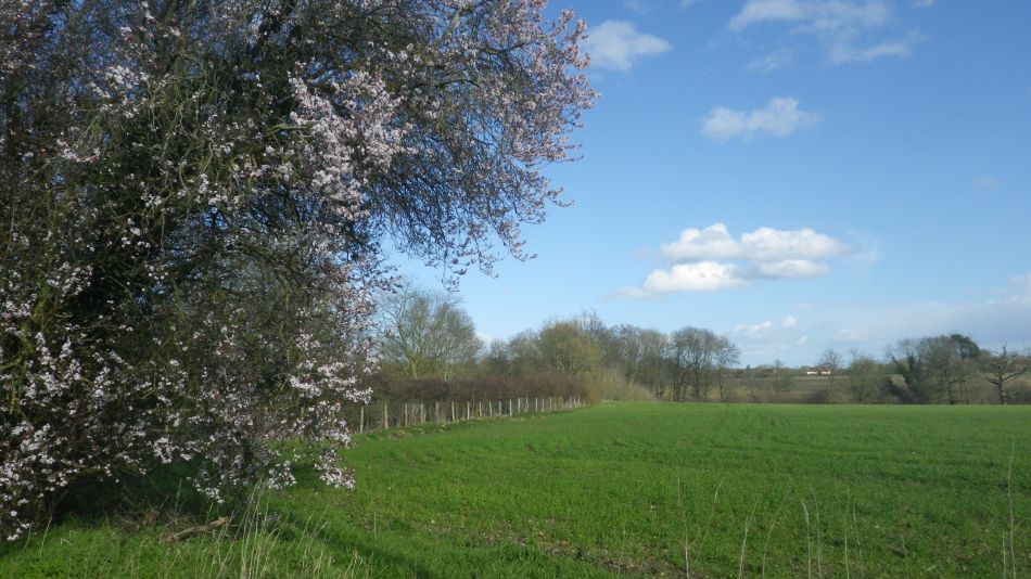 2020-03-08 13 Billingford Eye and Dove.jpg