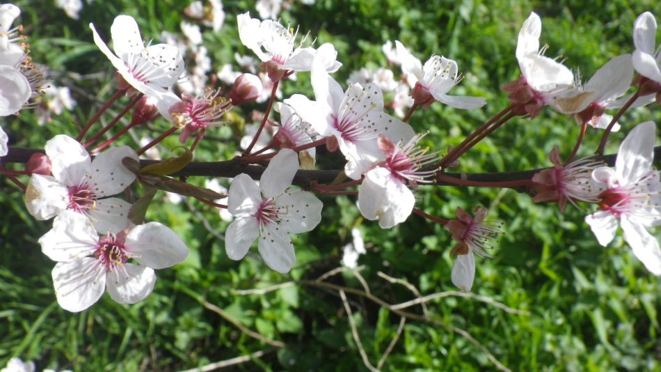 2020-03-08 14 Billingford Eye and Dove.jpg