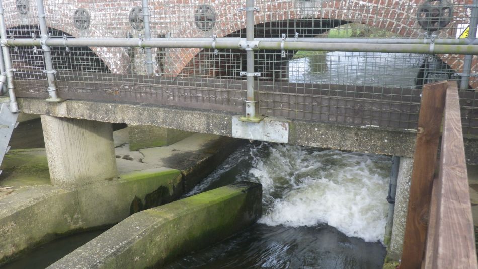 2020-03-08 20 Billingford Eye and Dove.jpg