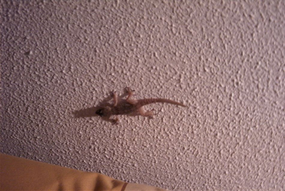 2020-01-09 06 Tenerife.jpg