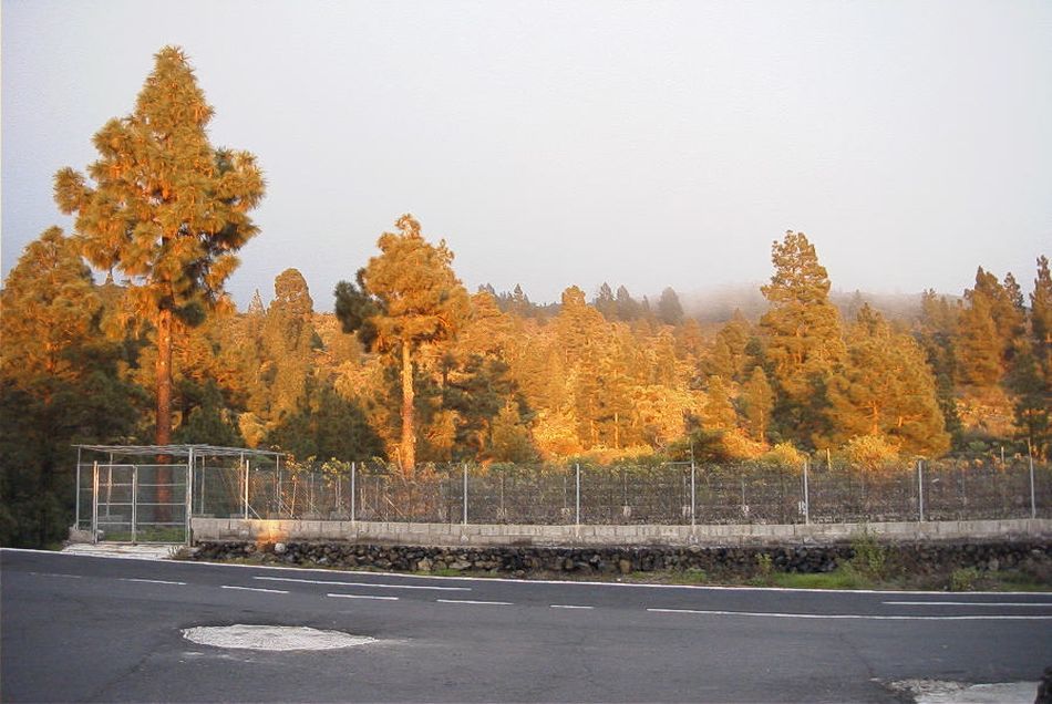 2020-01-09 26 Tenerife.jpg