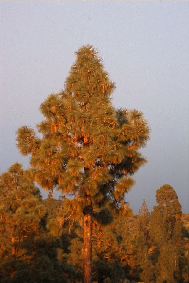 2020-01-09 27 Tenerife.jpg