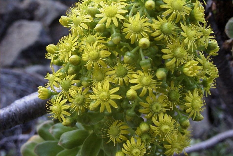 2020-01-09 33 Tenerife.jpg