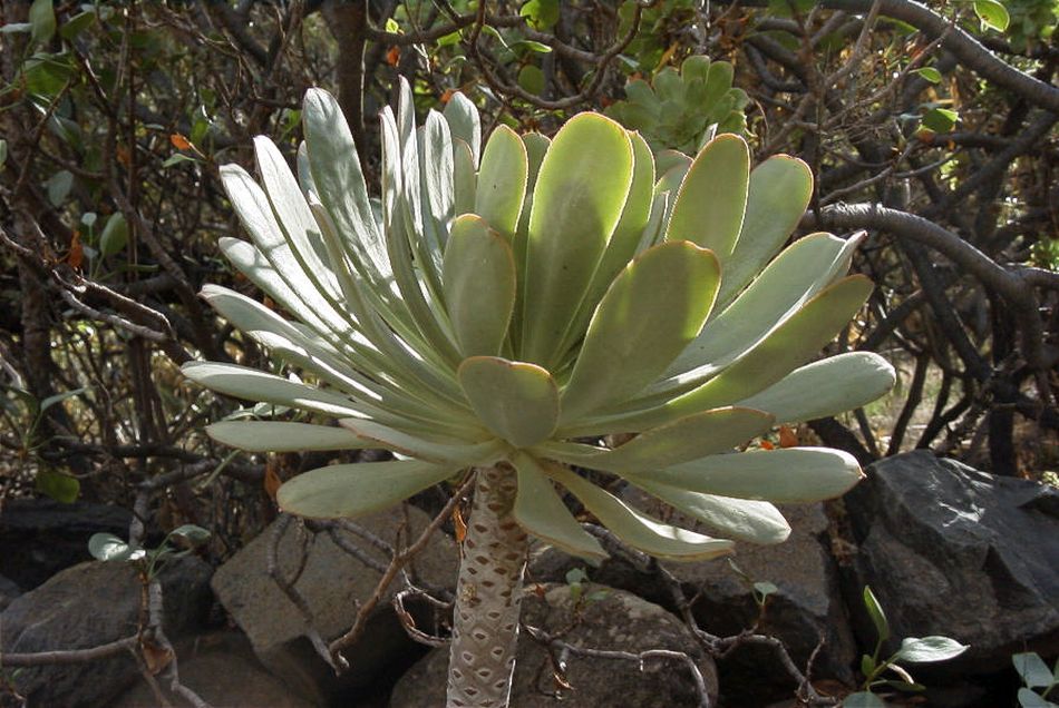 2020-01-09 34 Tenerife.jpg