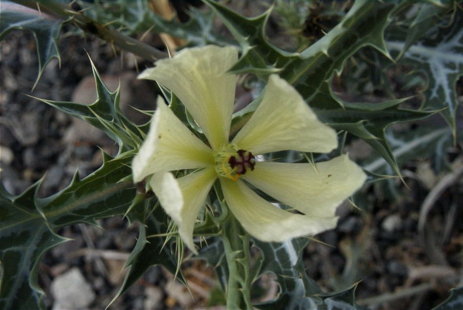 2020-01-09 35 Tenerife.jpg