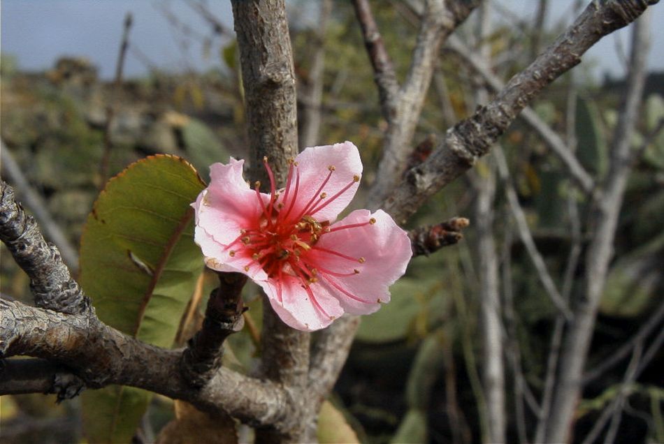 2020-01-09 36 Tenerife.jpg