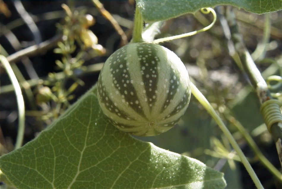 2020-01-09 37 Tenerife.jpg