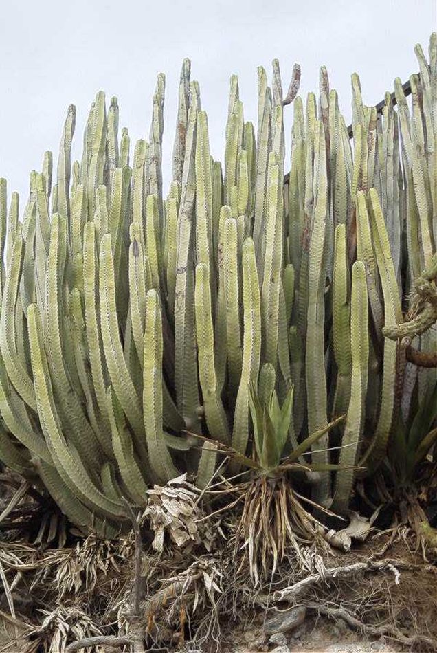 2020-01-09 38 Tenerife.jpg