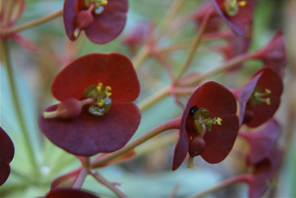 2020-01-09 40 Tenerife.jpg