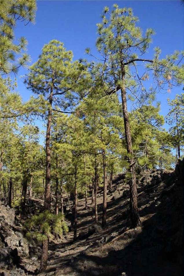 2020-01-09 41 Tenerife.jpg