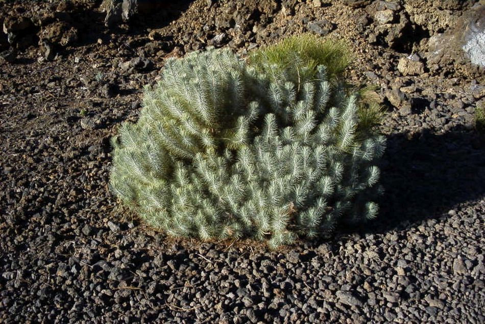 2020-01-09 45 Tenerife.jpg