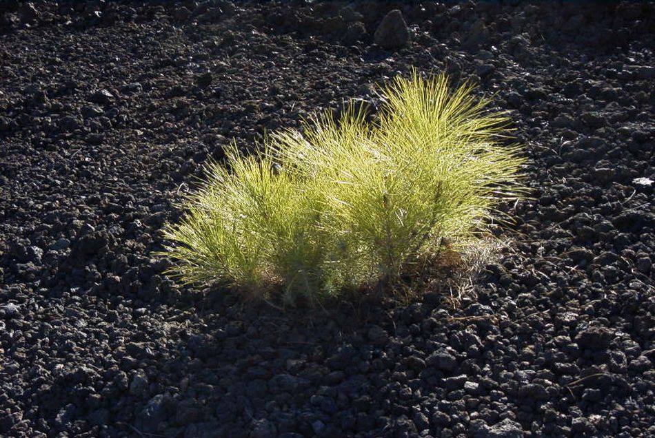 2020-01-09 50 Tenerife.jpg