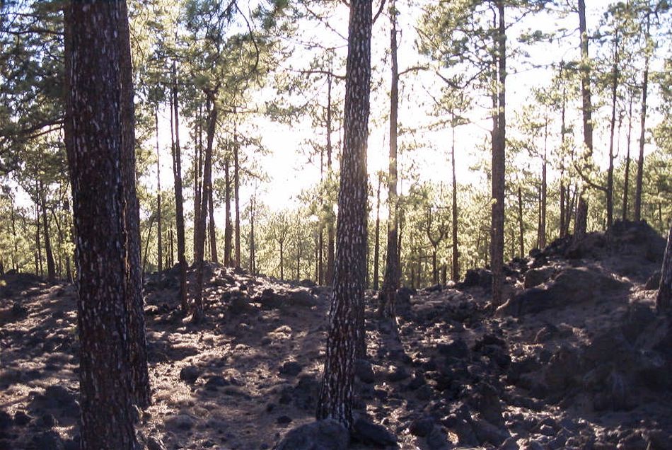 2020-01-09 51 Tenerife.jpg