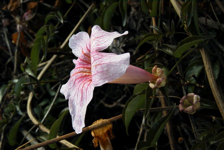 2020-01-09 52 Tenerife.jpg