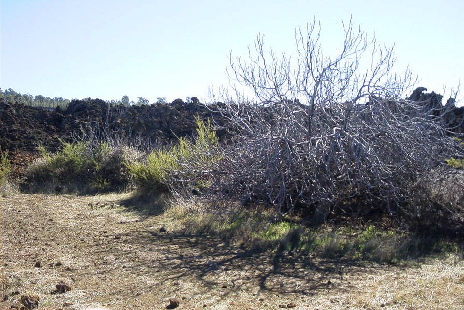 2020-01-09 60 Tenerife.jpg