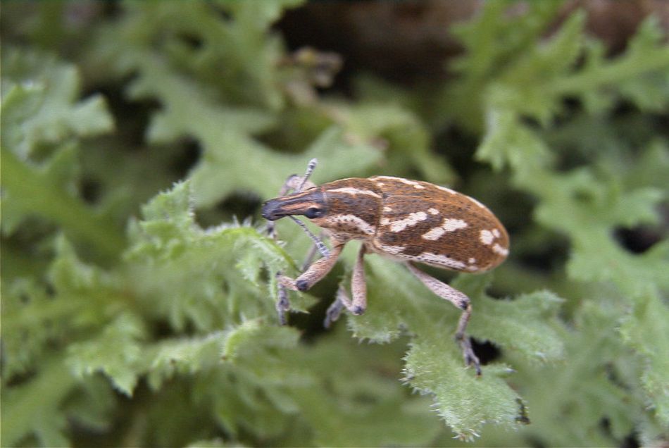 2020-01-09 69 Tenerife.jpg