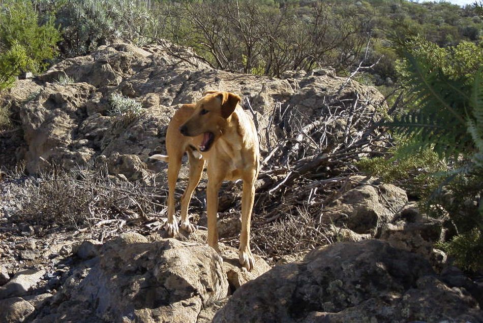 2020-01-09 89 Tenerife.jpg