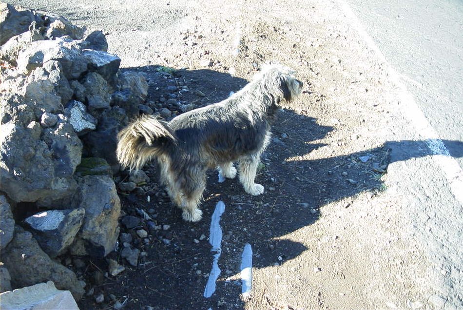 2020-01-09 90 Tenerife.jpg